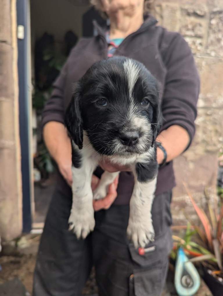 English Springer Spaniel Puppies 