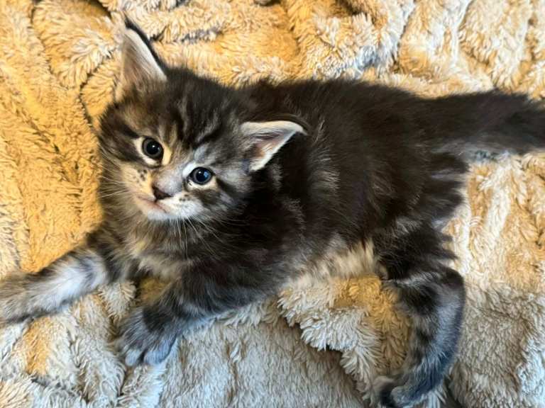 Maine Coon purebred kittens available