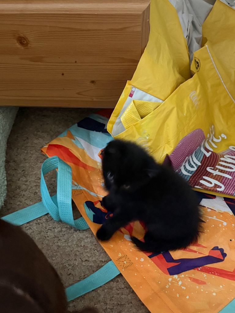 2 female black kittens ready  now  