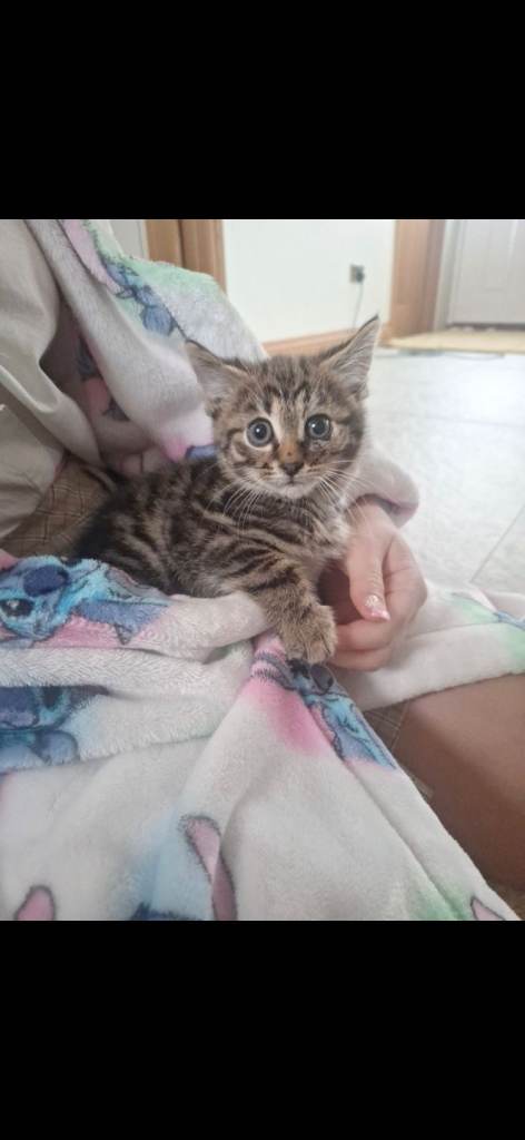 Kittens long and short haired