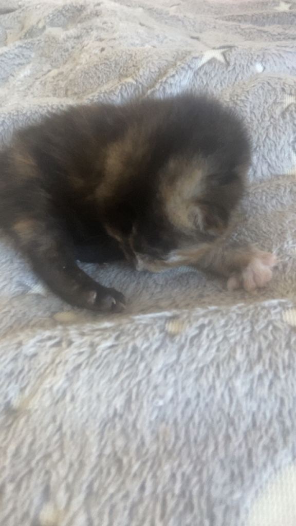 Kitten for sale