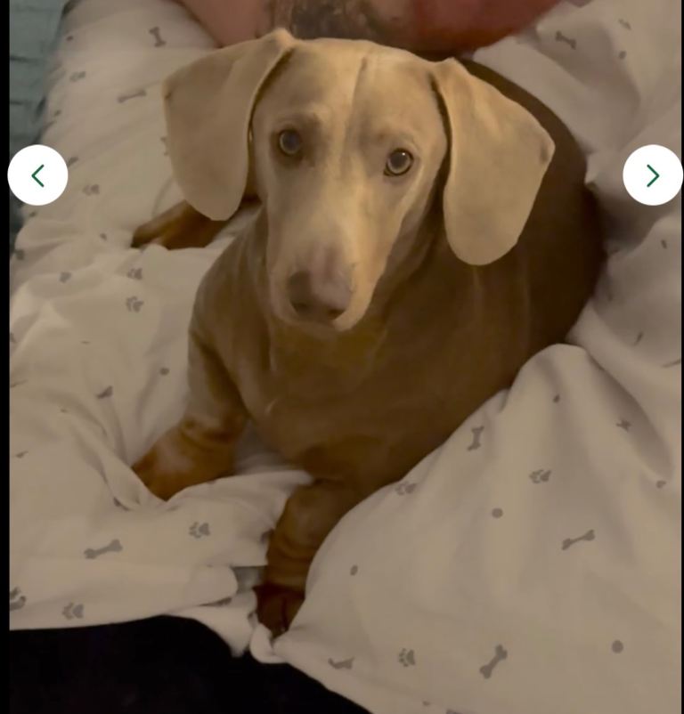 Isabel & tan dachshund boy 