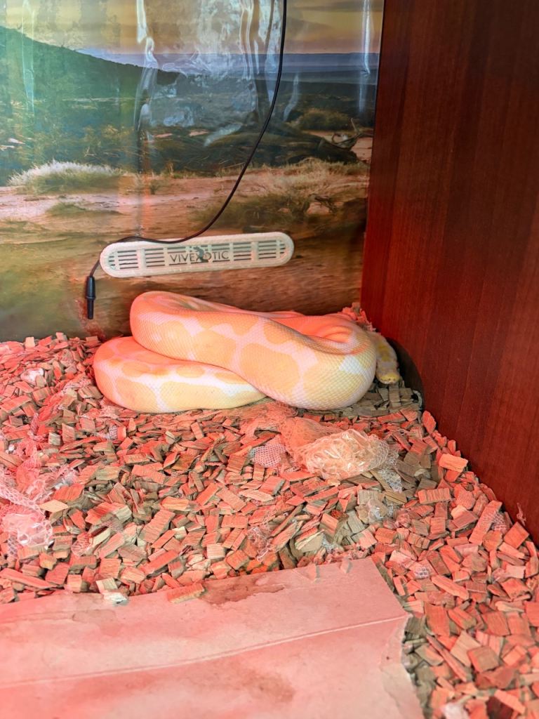 Albino royal python and full setup for sale