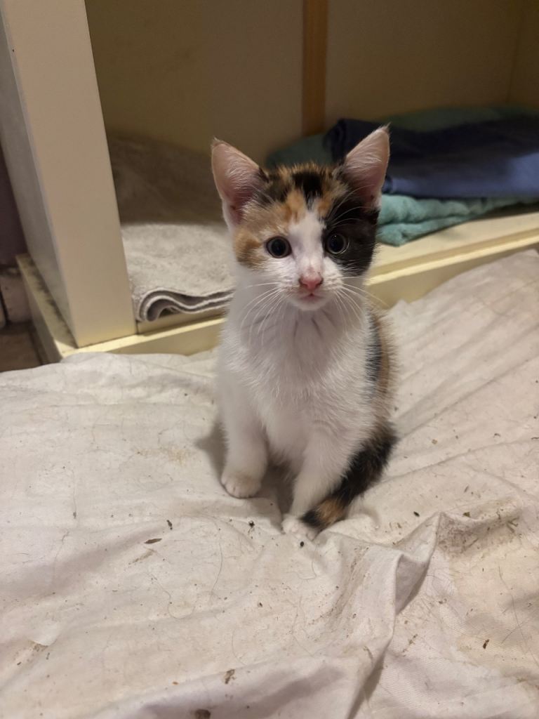 2 beautiful kittens for sale 