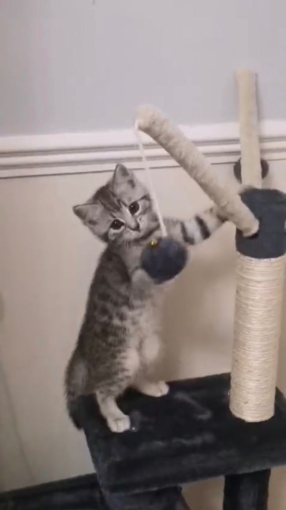 Kitten for sale