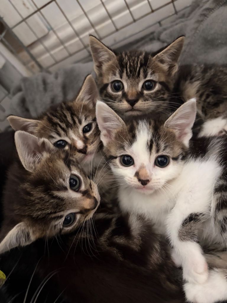 kittens 