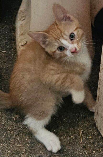 Ginger shorthair british kittens