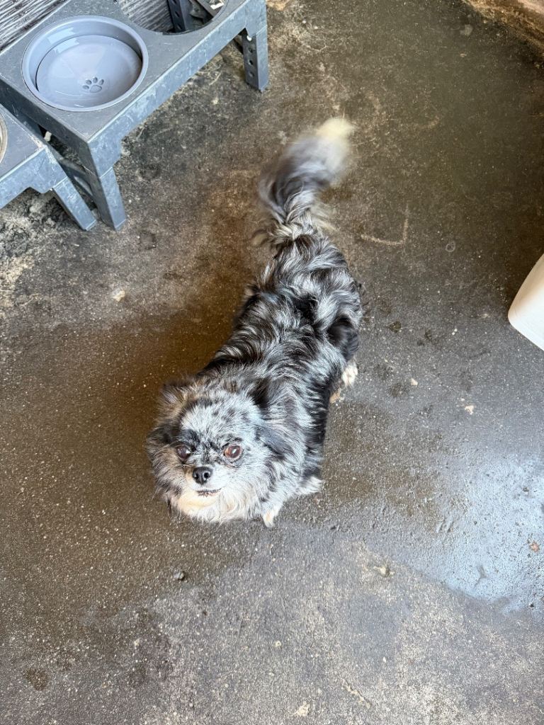 Female chihuahua 