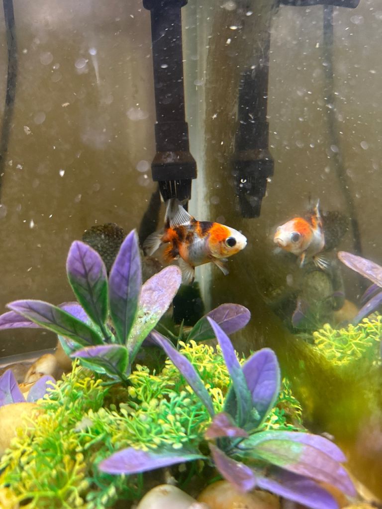 1 small goldfish 