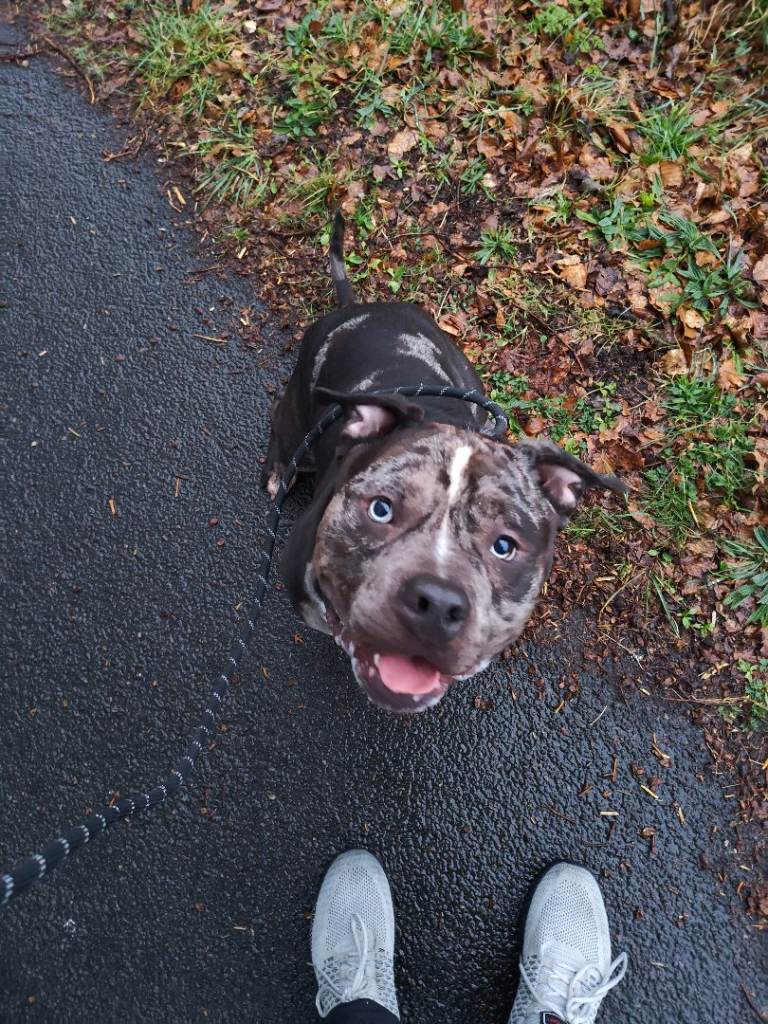 Pocket bully