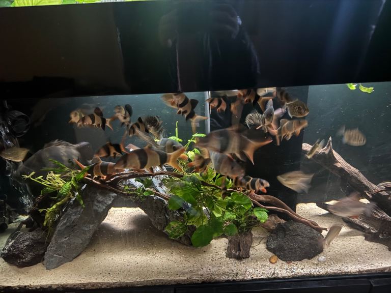 Clown loaches 