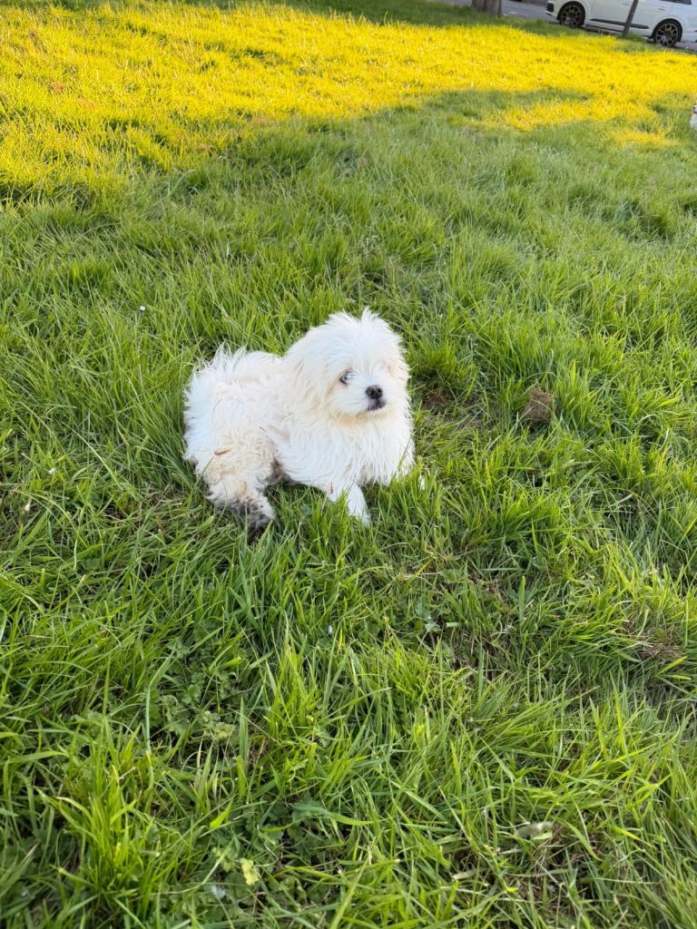 Cute Male Shih Tzu Pom Mix Puppies Looking for New Homes