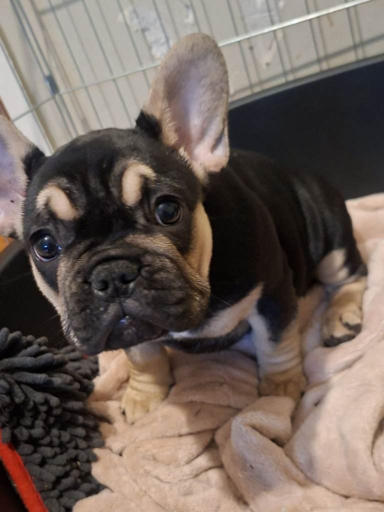 Frenchie pups