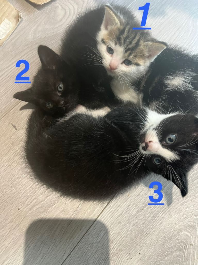 Kittens for sale 