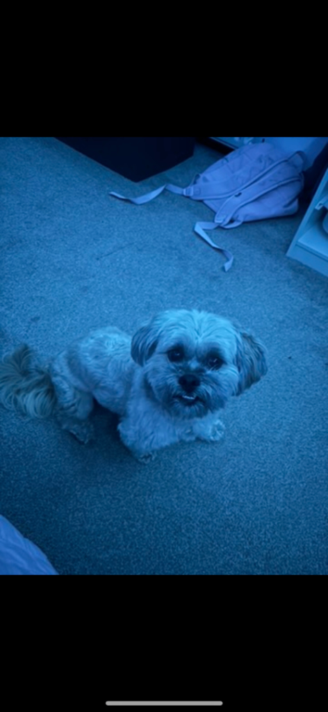 Lhasa apso 