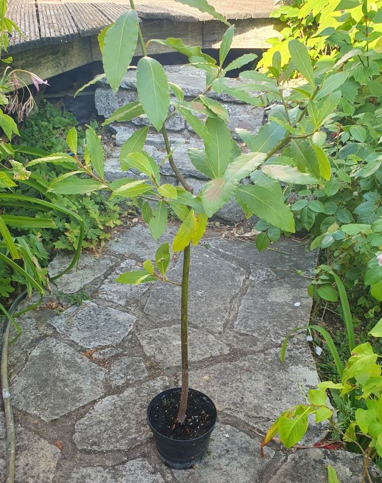 Bay Tree. Lauras Nobilis.