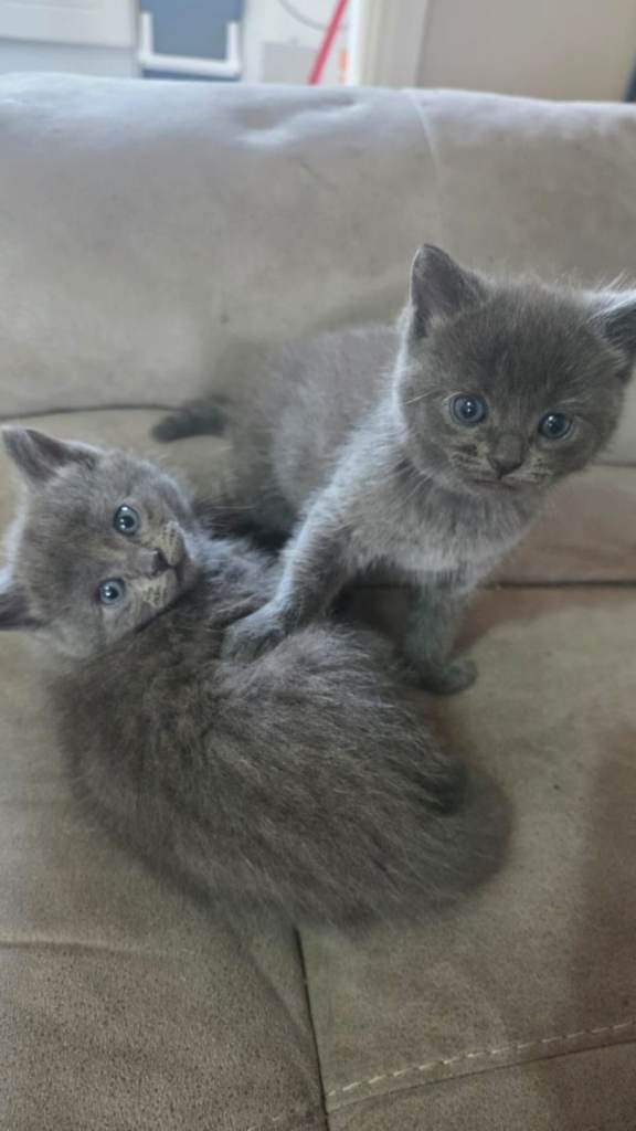4 Rag / Persian Kittens 