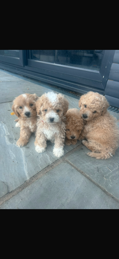 Gorgeous Maltipoos 