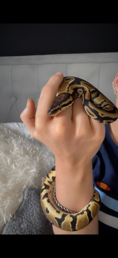 Royal python