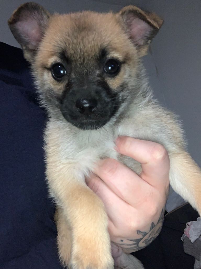 Girl puppy looking for her forever home 