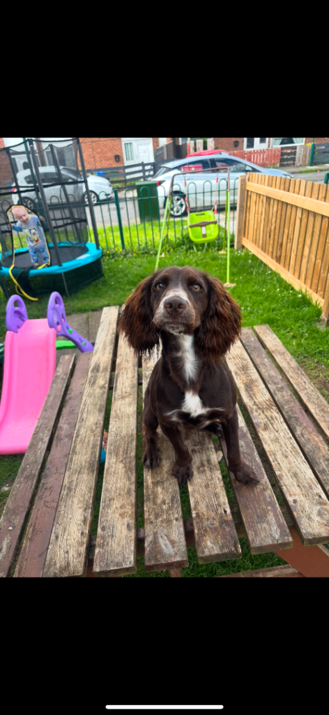 Cocker spaniel puppies for sale 