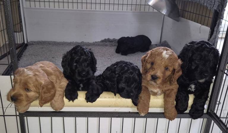 Cockapoo