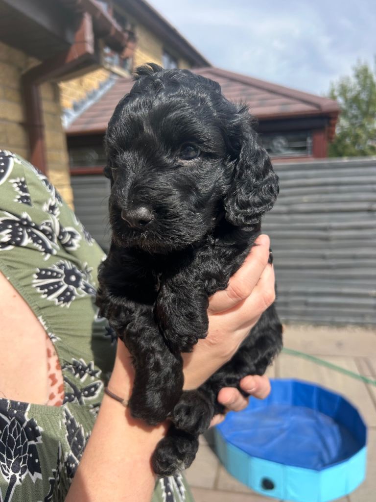 F2 Cockapoos - **2 males left**