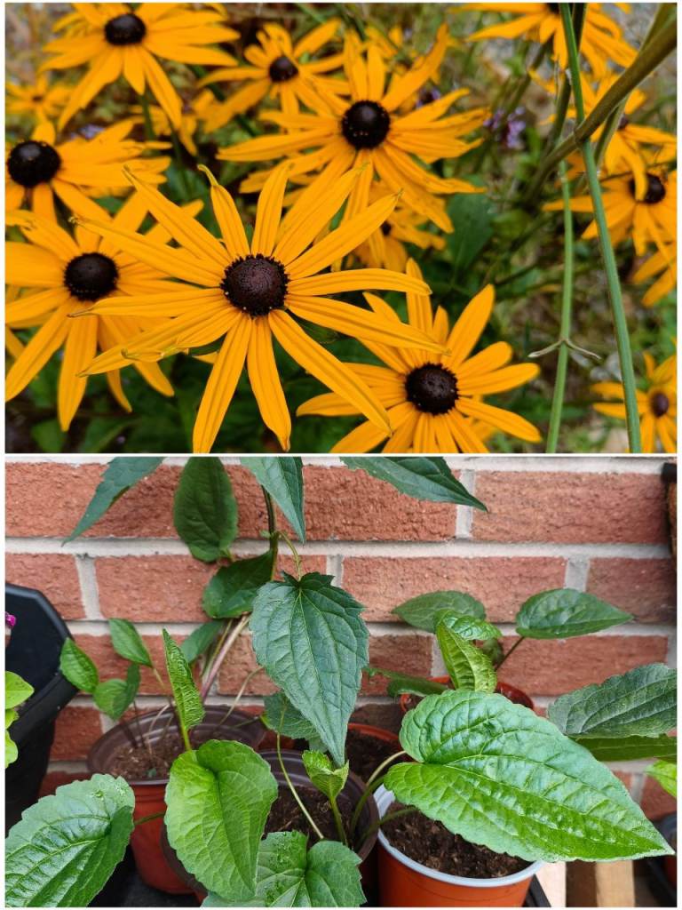 Established Rudbeckia (Black-Eyed Susan) Plants in Pots