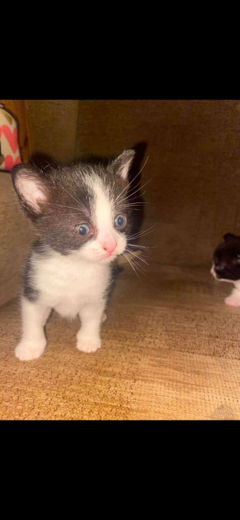 Kittens ready for good home 
