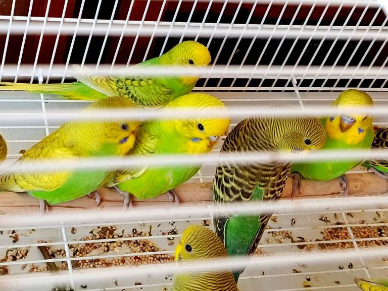 10 beautiful yellow/green babies budgies ! 