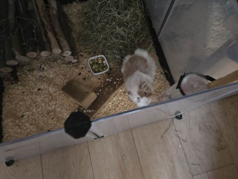 Guinea pigs for sale 