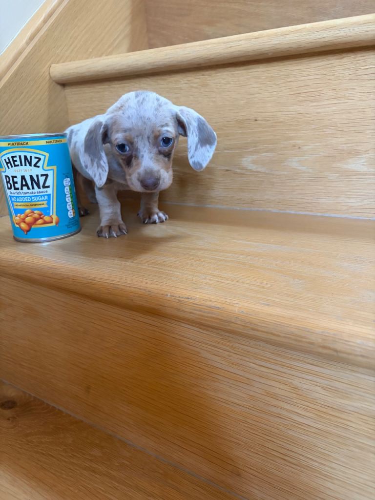 Miniature dachshunds  for sale