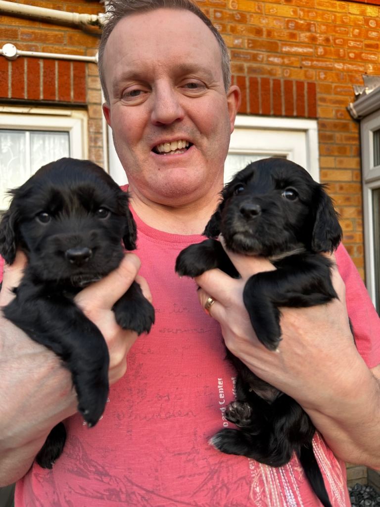 🐾Adorable Cocker Spaniel Puppies - 2 girls left🐾
