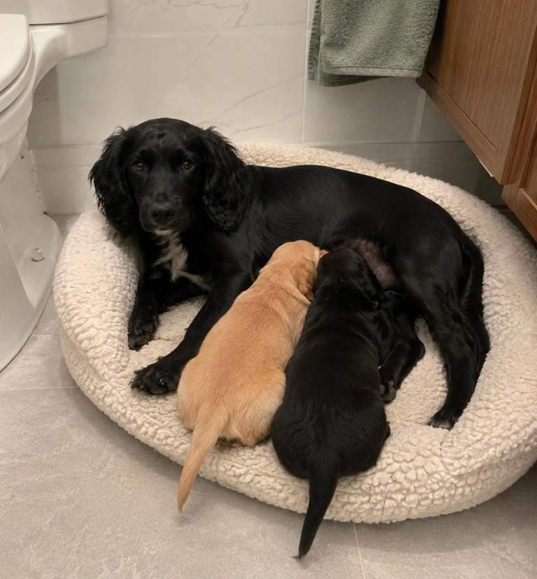 Cocker spaniel puppies