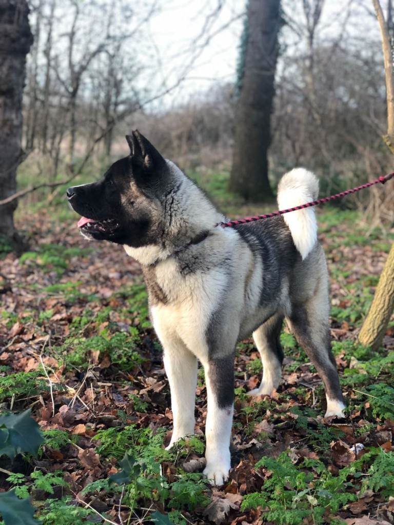 KC Reg Champion American Akita Puppies Ready