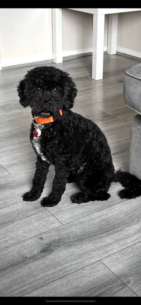ADULT F1B Cockapoo Girl for new home 