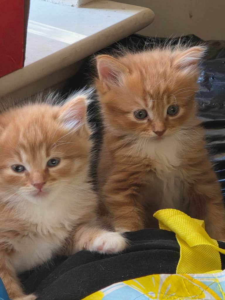 Mainecoon/mixed 