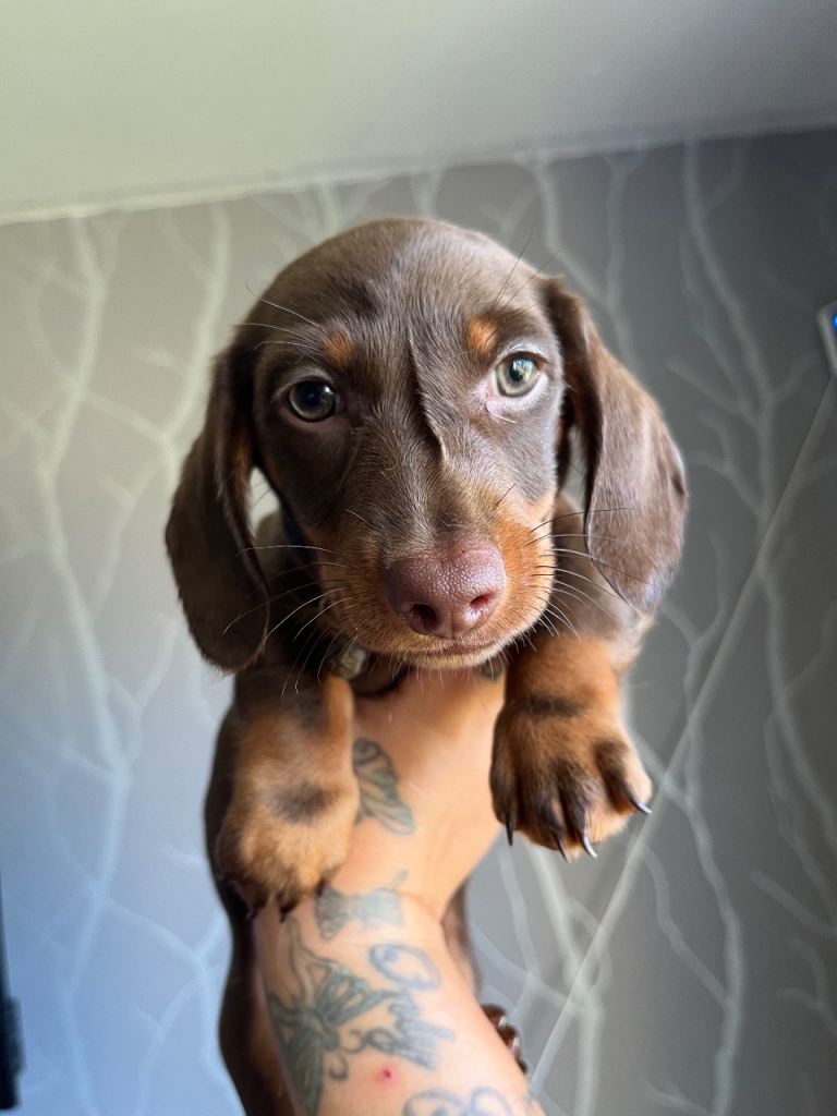 Beautiful kc mini dachshund puppies