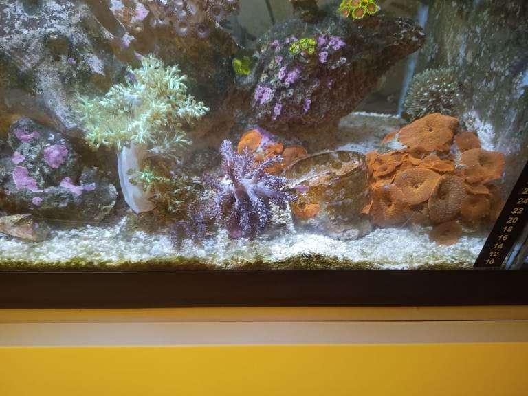 Kenya Tree 15£, Green Mushroom 15£, Tri-ColourBubbletip anemone 15£ FREE DELIVERY