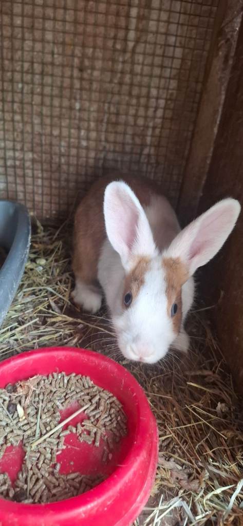 Beautiful Male rabbits are Sale 