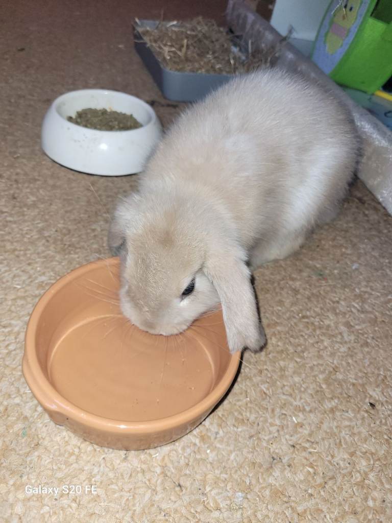 8 week old baby rabbit