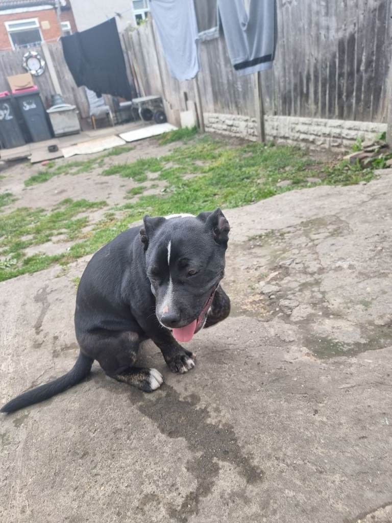 Staffy £450