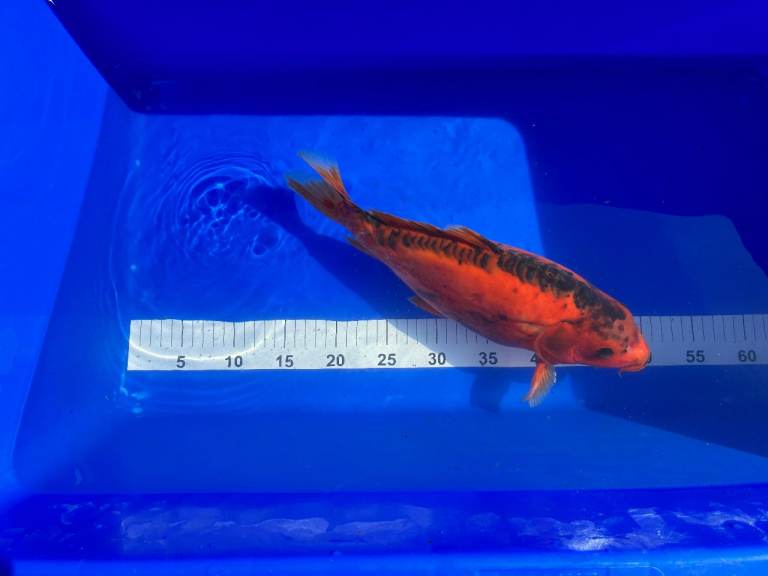 Mixed Koi