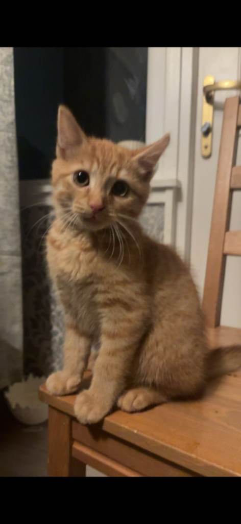 Loving male ginger kitten