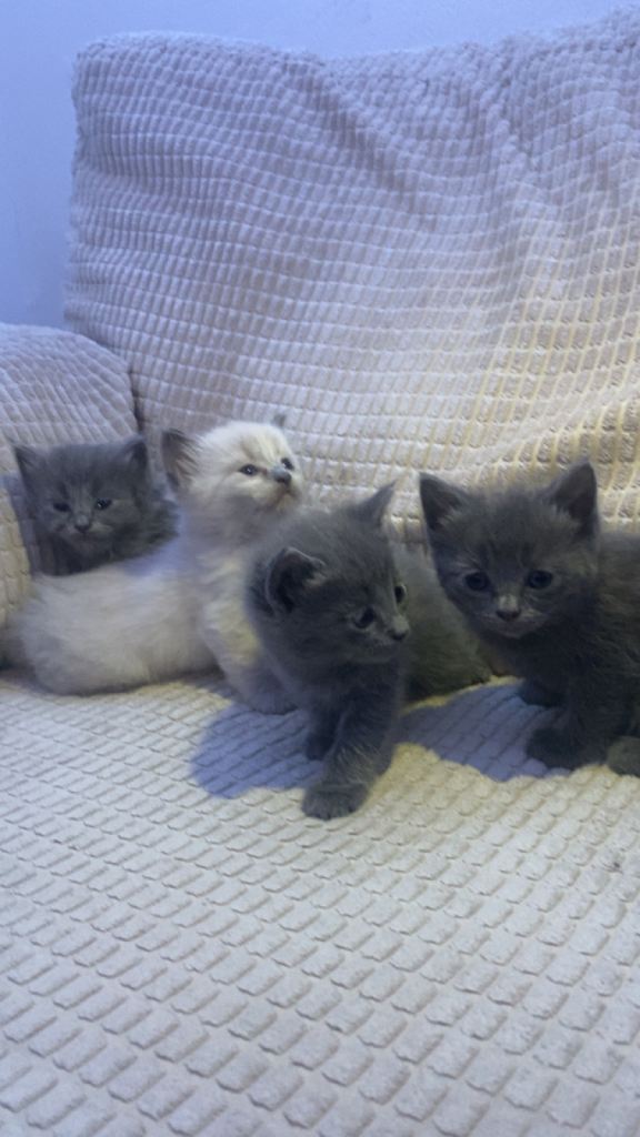 British Shorthair Kittens