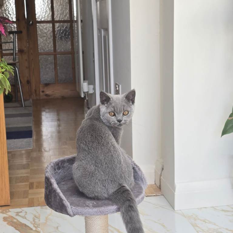 Beautiful Male Cat – Loving Home Needed