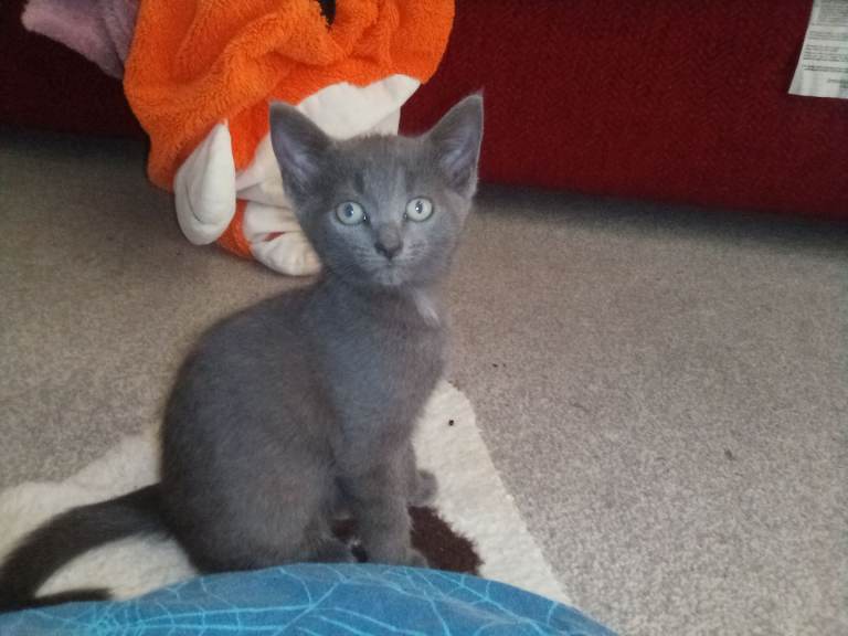 Beautiful Kittens 