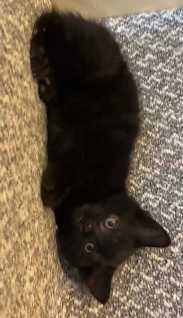REDUCED!! LAST KITTEN FOR SALE