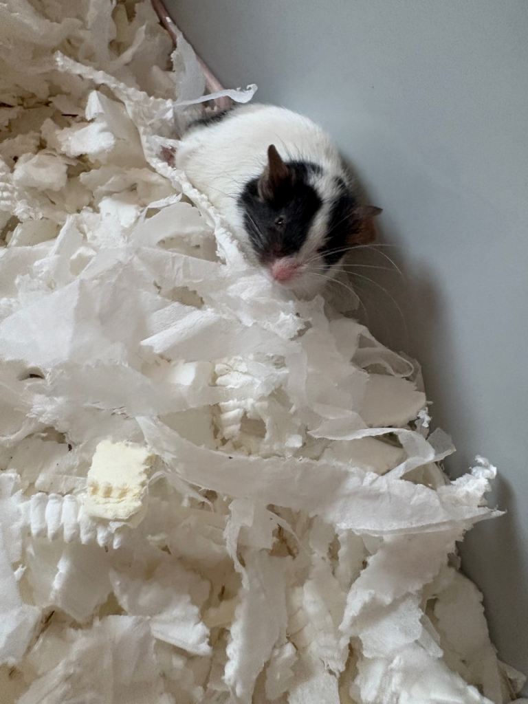3female mice comes with cage and accessories 