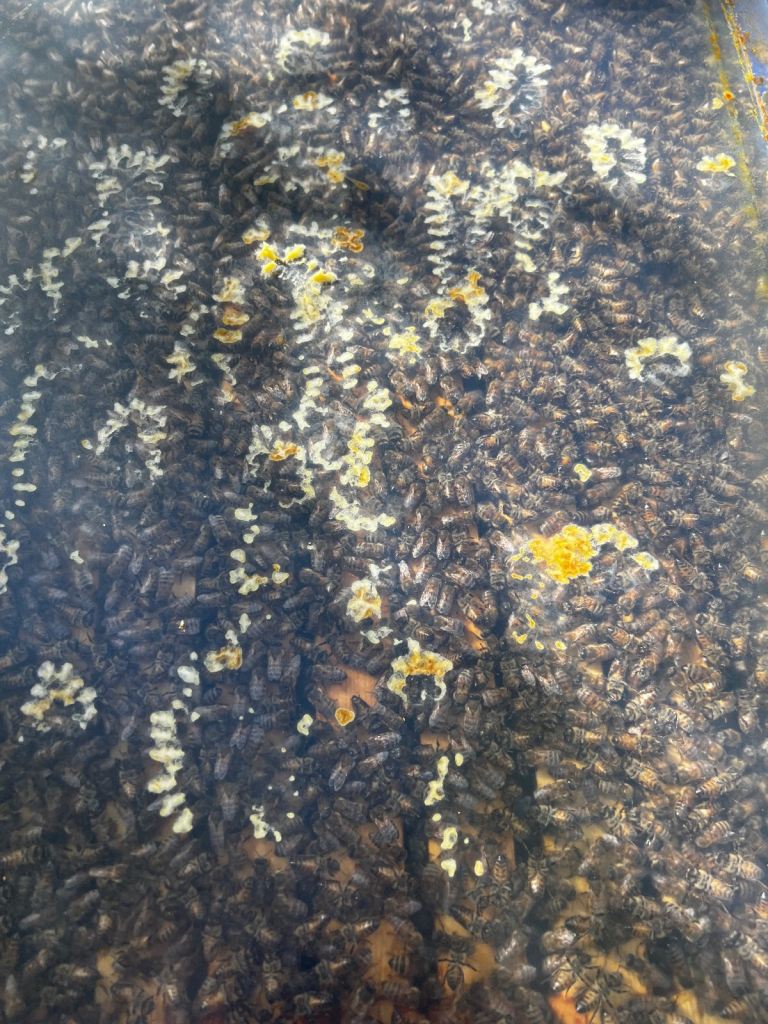 National overwinter Nuc